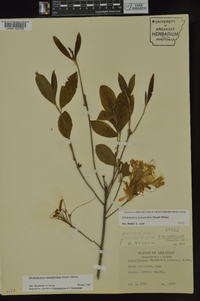 Rhododendron prinophyllum image