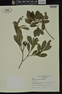 Rhododendron prinophyllum image