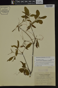 Rhododendron prinophyllum image