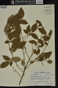 Vaccinium fuscatum image