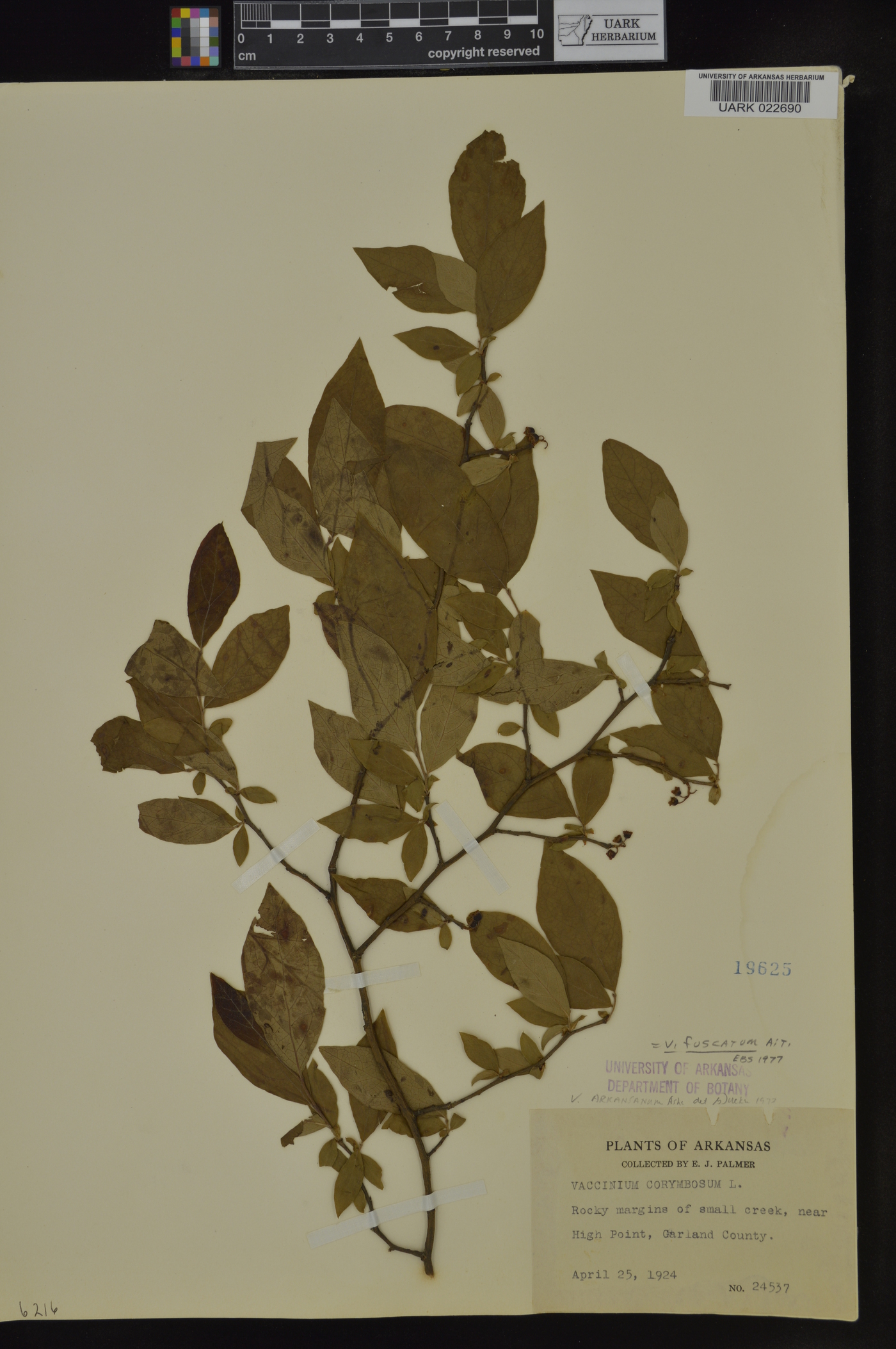 Vaccinium fuscatum image