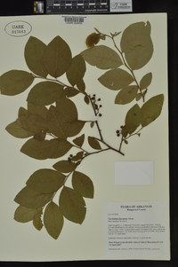 Vaccinium fuscatum image