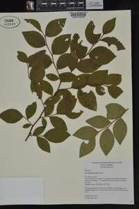 Vaccinium fuscatum image