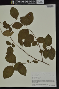 Vaccinium fuscatum image