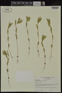 Acalypha gracilens image