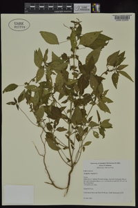 Acalypha virginica image