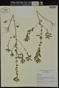 Acalypha virginica image