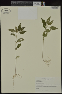 Acalypha virginica image