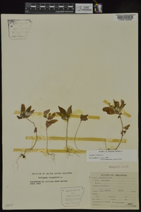 Acalypha virginica image