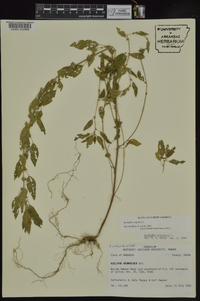 Acalypha virginica image