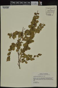 Andrachne phyllanthoides image