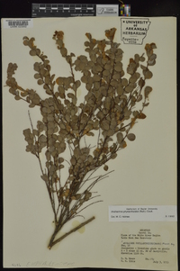 Andrachne phyllanthoides image