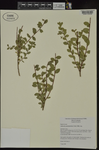 Andrachne phyllanthoides image