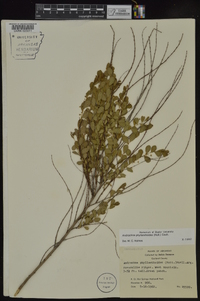 Andrachne phyllanthoides image