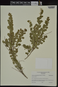 Andrachne phyllanthoides image