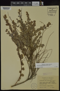 Andrachne phyllanthoides image