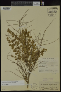 Andrachne phyllanthoides image