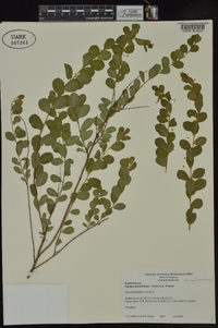 Andrachne phyllanthoides image