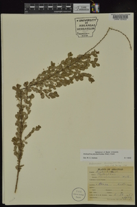 Andrachne phyllanthoides image