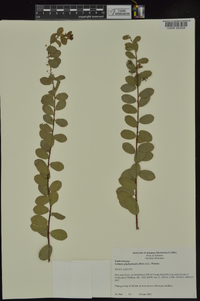 Andrachne phyllanthoides image