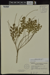 Andrachne phyllanthoides image