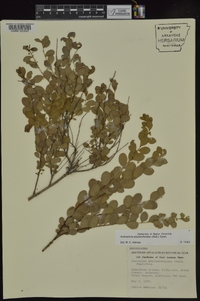 Andrachne phyllanthoides image