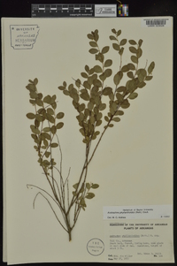 Andrachne phyllanthoides image