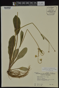 Krigia biflora image