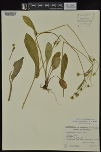 Krigia biflora image