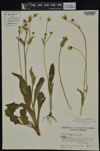 Krigia biflora image