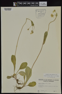 Krigia biflora image