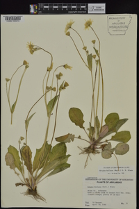 Krigia biflora image