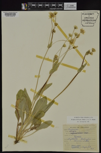 Krigia biflora image