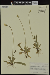 Krigia dandelion image