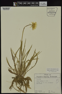 Krigia dandelion image