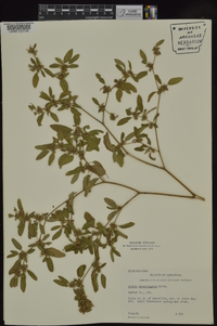 Croton monanthogynus image