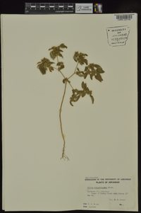 Croton monanthogynus image