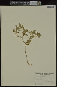 Croton monanthogynus image