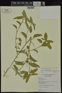 Croton glandulosus var. septentrionalis image