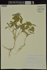 Croton glandulosus var. septentrionalis image