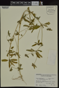 Croton glandulosus var. septentrionalis image