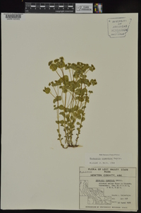 Euphorbia commutata image