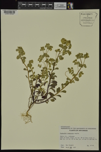 Euphorbia commutata image