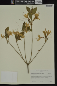 Rhododendron prinophyllum image