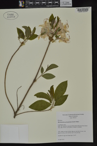 Rhododendron prinophyllum image