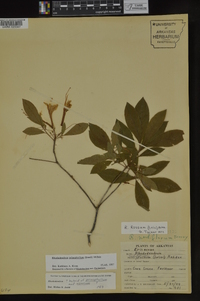 Rhododendron prinophyllum image