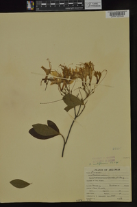 Rhododendron prinophyllum image