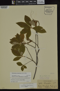 Rhododendron prinophyllum image