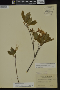 Rhododendron prinophyllum image