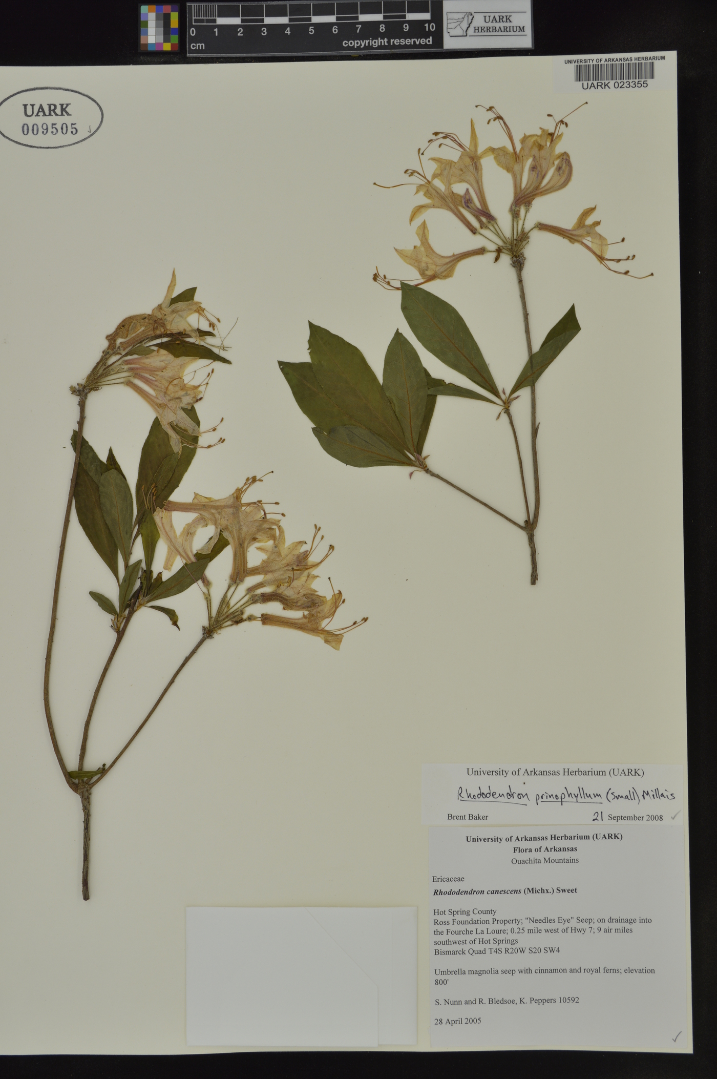 Rhododendron prinophyllum image